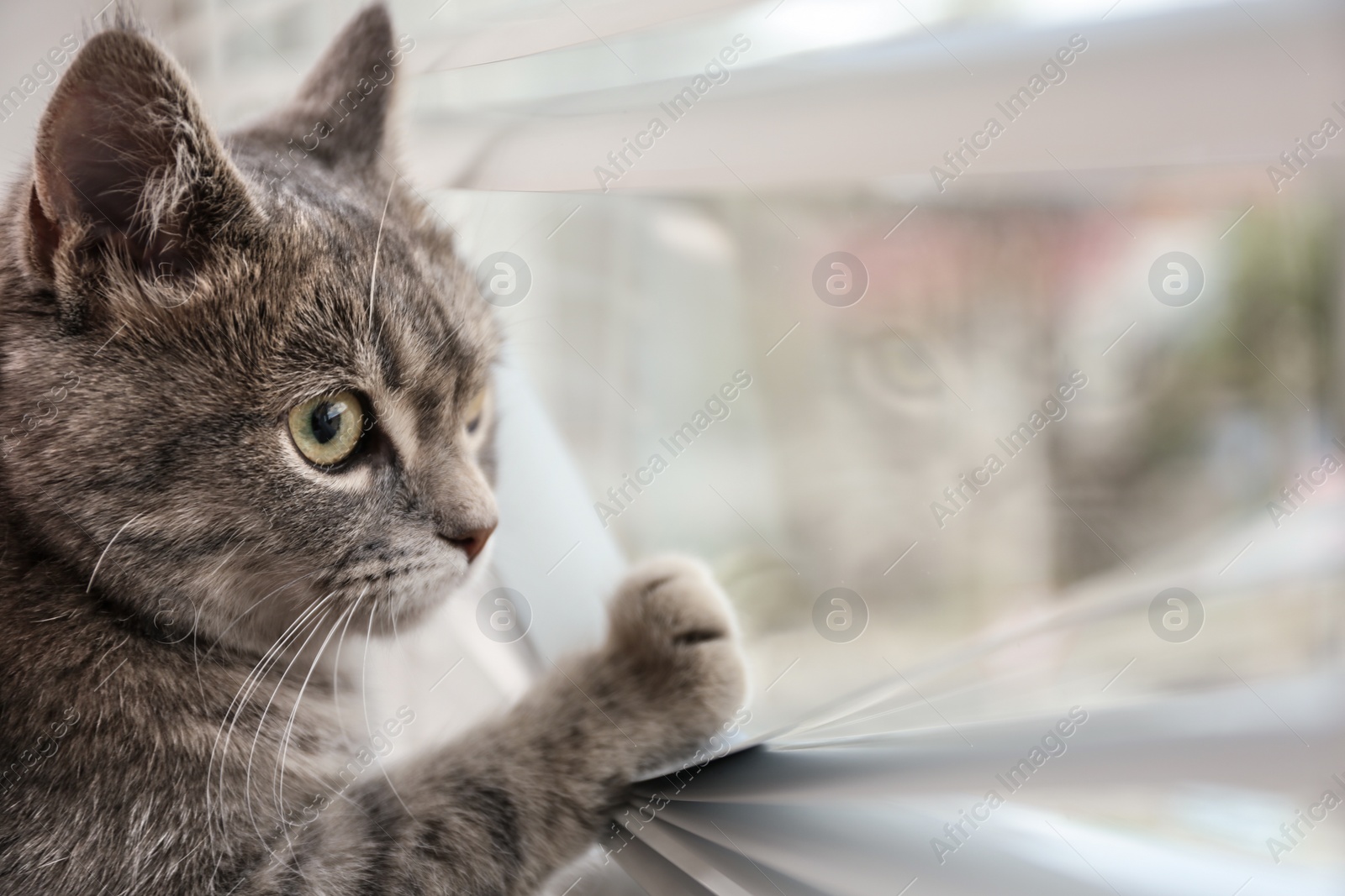 Photo of Cute tabby cat near window with blinds indoors, space for text