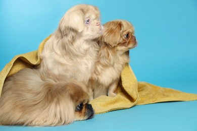 Photo of Cute Pekingese dogs with towel on light blue background, space for text. Pet hygiene