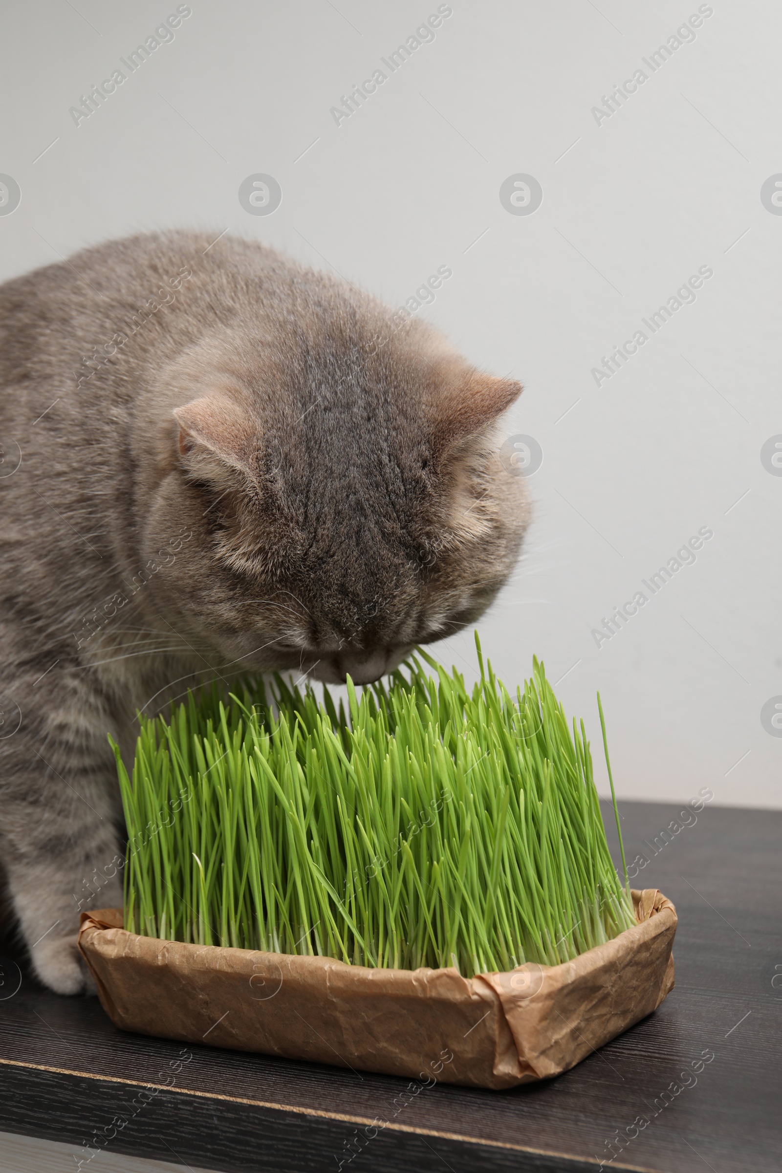 Photo of Cute cat near fresh green grass on wooden desk indoors