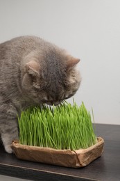 Cute cat near fresh green grass on wooden desk indoors