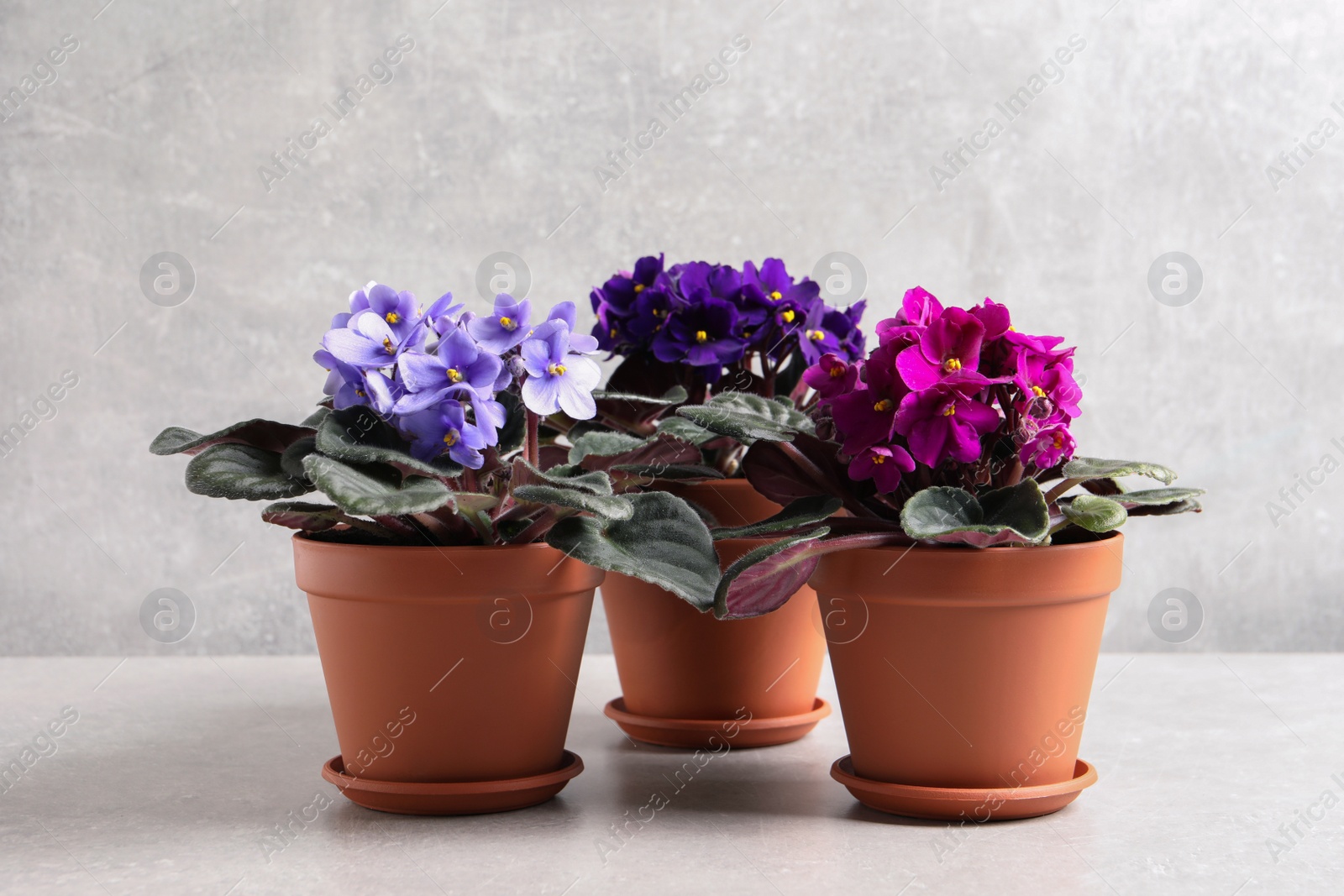 Photo of Beautiful potted violets on light grey table. Plants for house decor