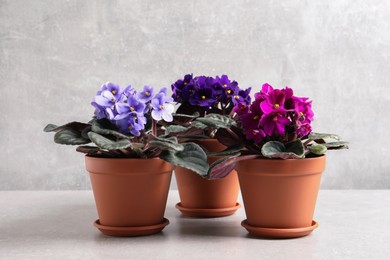 Beautiful potted violets on light grey table. Plants for house decor