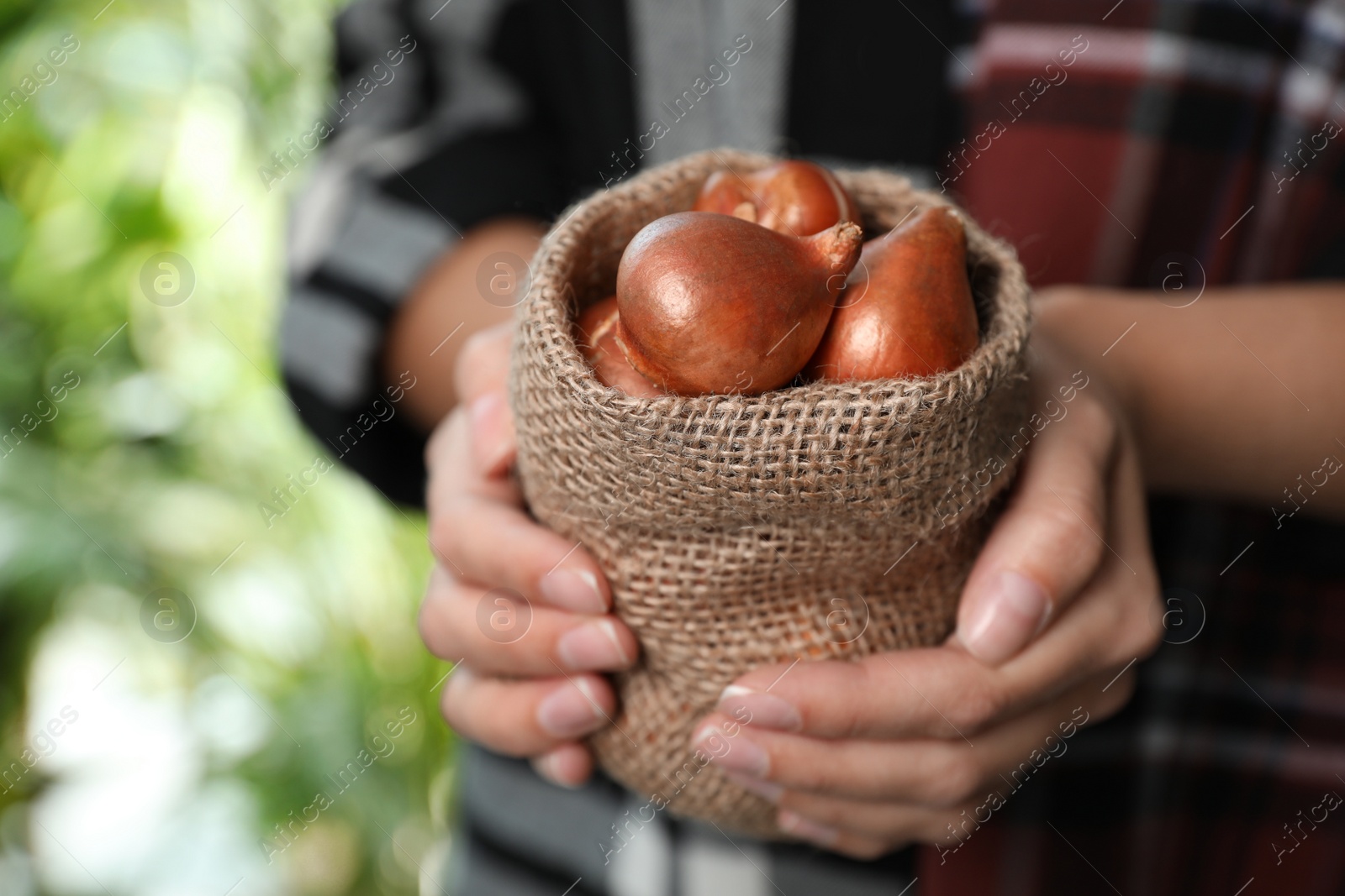 Photo of Woman holding sack with tulip bulbs on blurred background, closeup