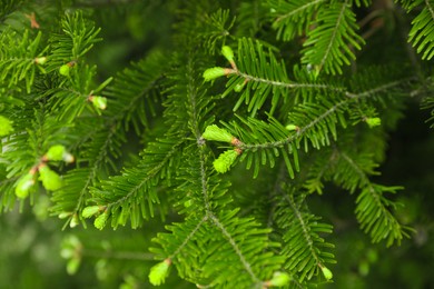 Photo of Green branches of beautiful conifer tree outdoors, closeup