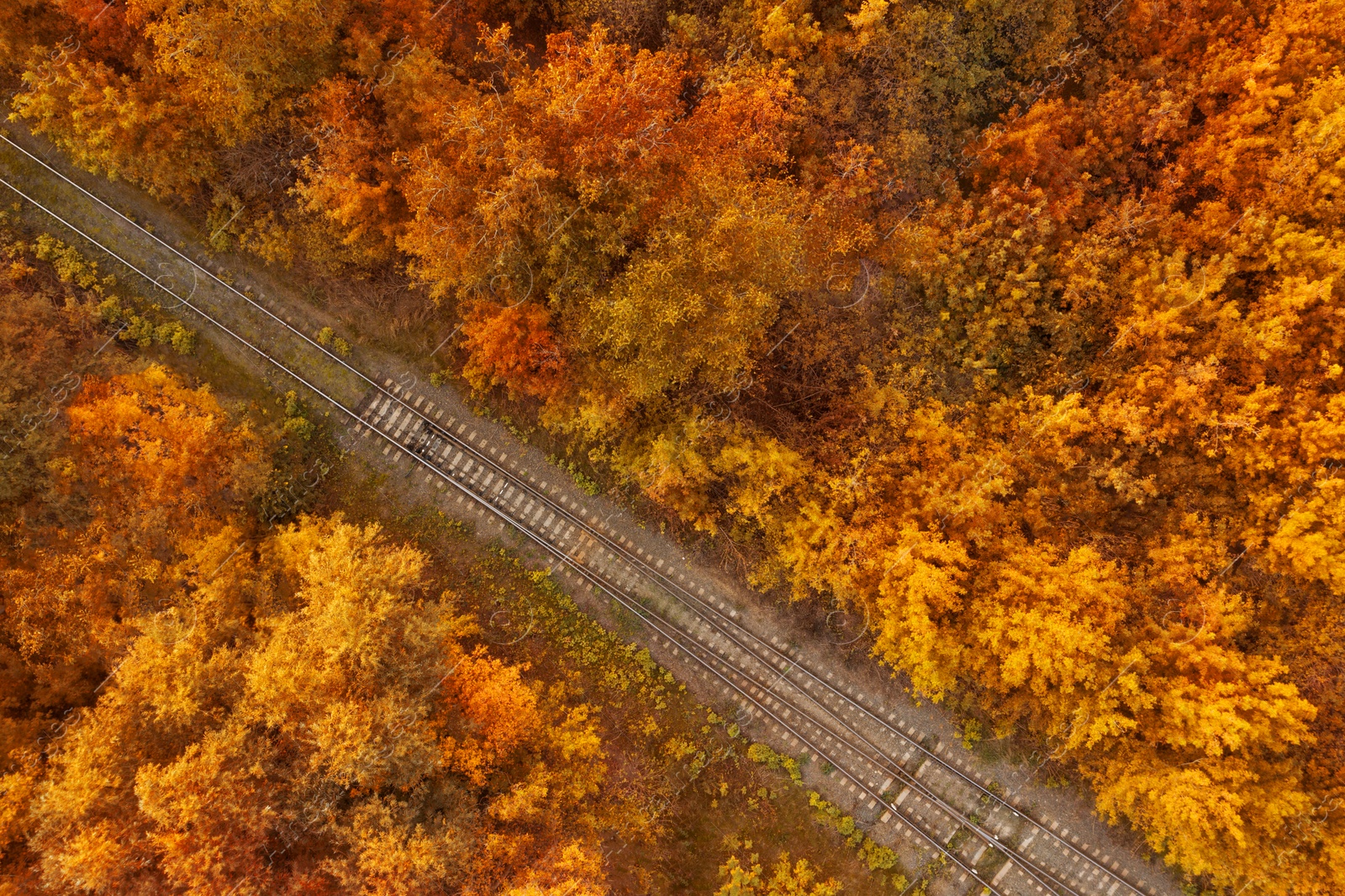 Image of Beautiful aerial view of autumn forest crossed by railway