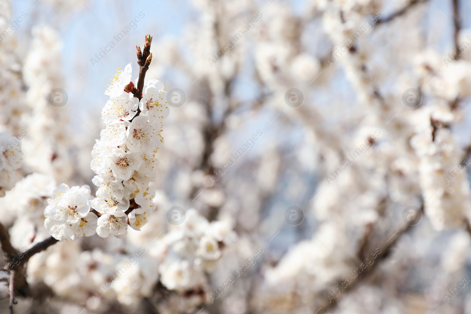 Photo of Beautiful apricot tree branches with tiny tender flowers outdoors, space for text. Awesome spring blossom