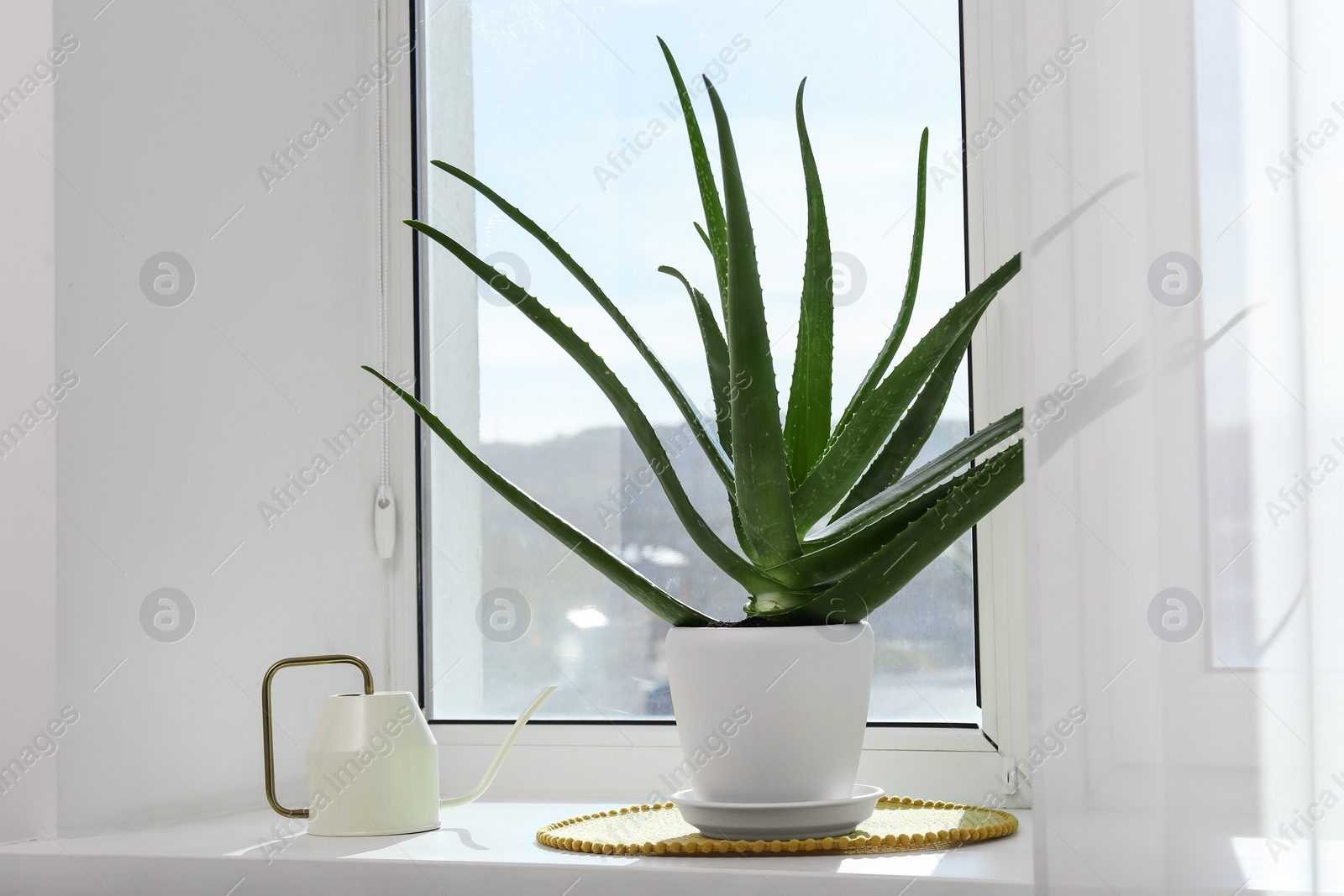 Photo of Green aloe vera plant in pot and watering can on windowsill