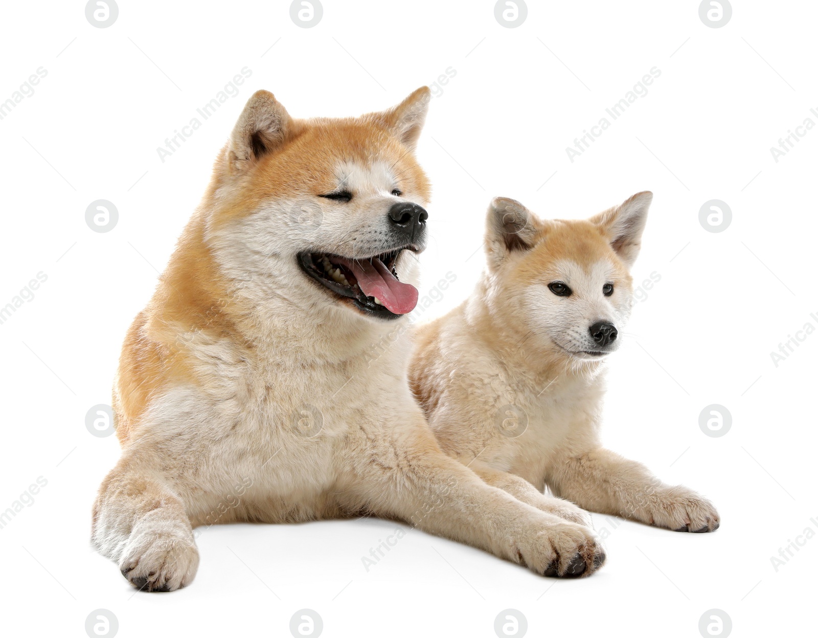 Photo of Adorable Akita Inu dog and puppy isolated on white