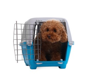 Travel with pet. Cute dog in carrier on white background