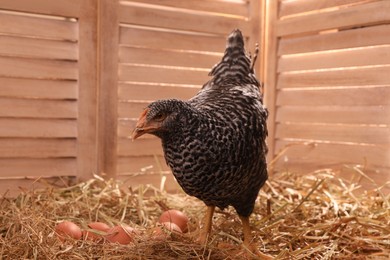 Photo of Beautiful chicken with eggs on hay in henhouse