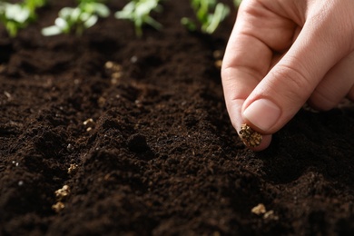 Woman planting beet seeds into fertile soil, space for text. Vegetables growing