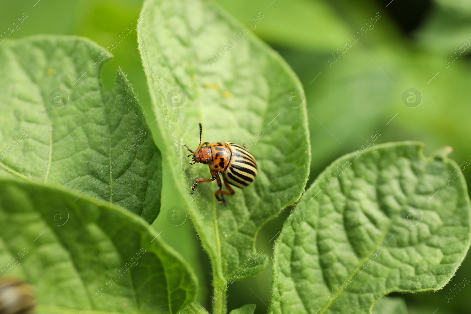 Photo of Colorado potato beetle on green plant outdoors, closeup