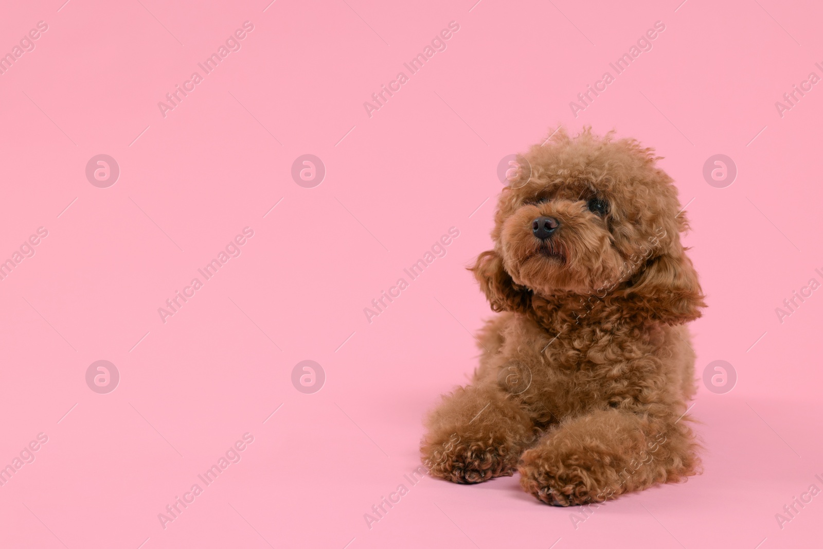 Photo of Cute Maltipoo dog on pink background, space for text. Lovely pet