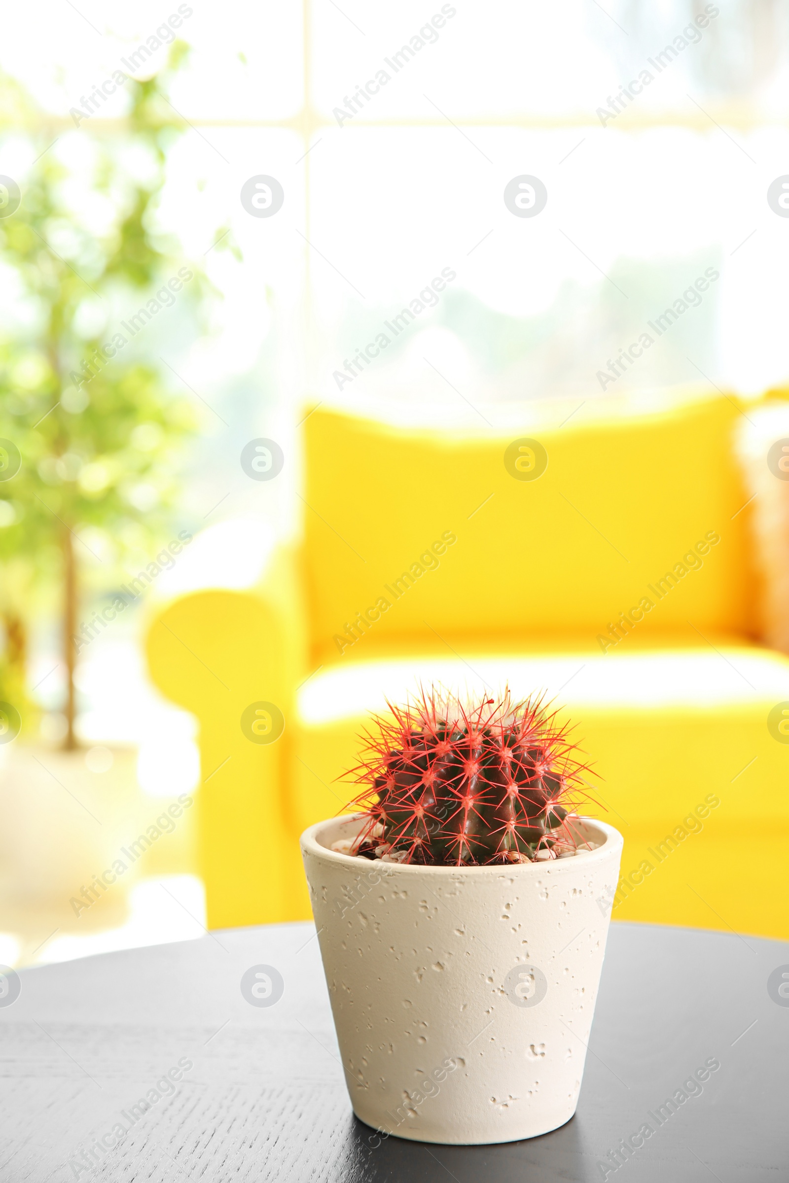 Photo of Beautiful cactus in flowerpot on table indoors