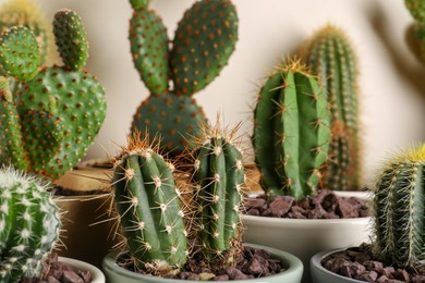 Photo of Many different beautiful cacti against beige wall, closeup