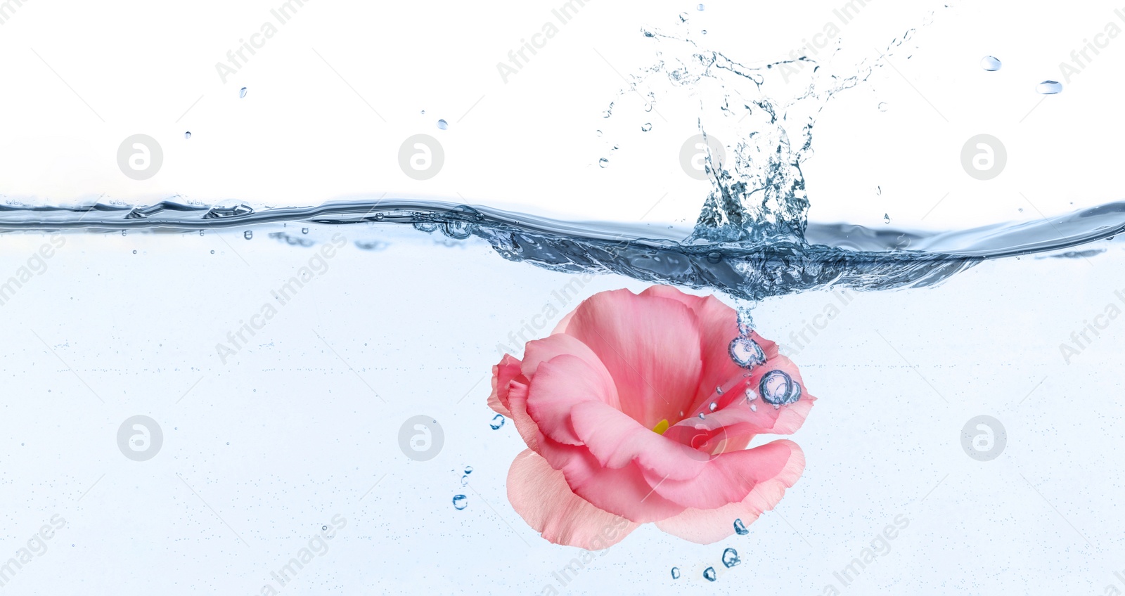 Image of Beautiful pink Eustoma flower bud in water on white background