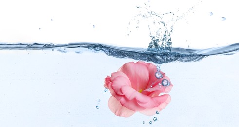 Beautiful pink Eustoma flower bud in water on white background