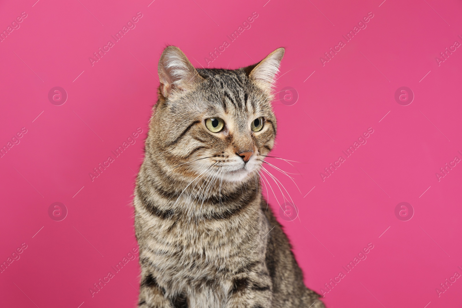 Photo of Cute tabby cat on color background. Friendly pet