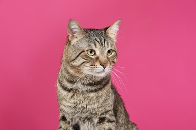 Photo of Cute tabby cat on color background. Friendly pet