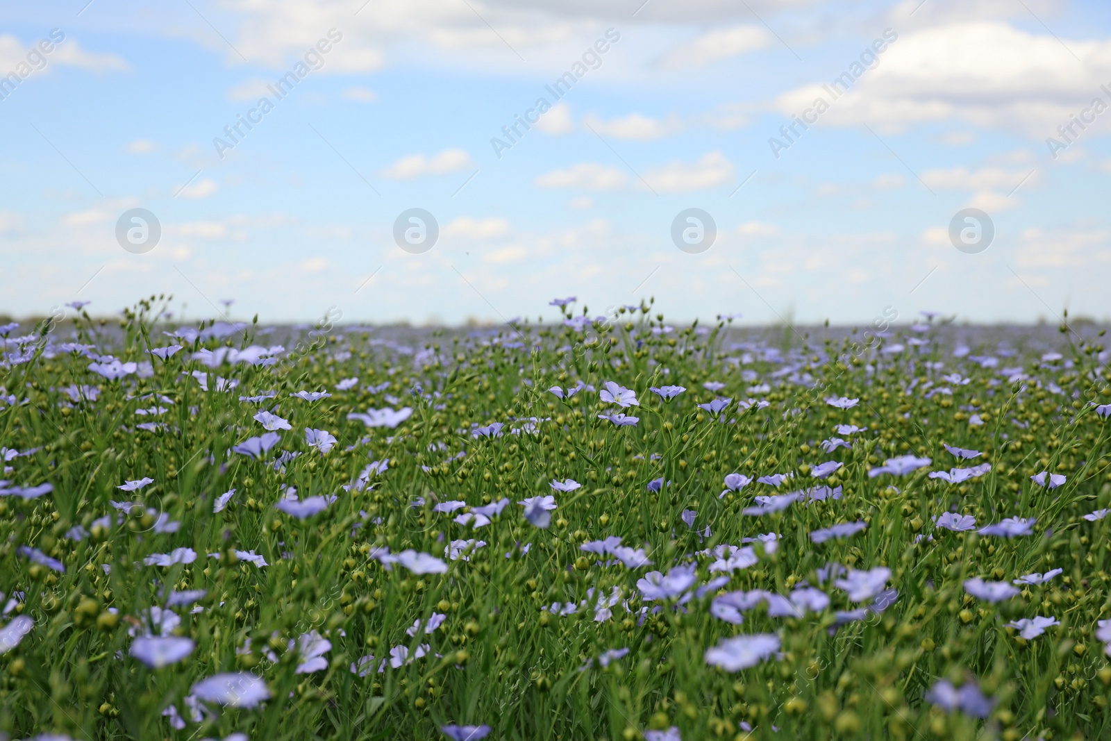 Photo of Beautiful view of blooming flax field on summer day