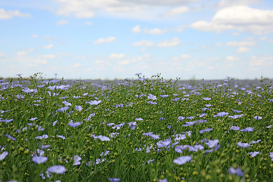 Beautiful view of blooming flax field on summer day