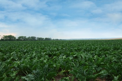 Beautiful view of beet plants growing in field