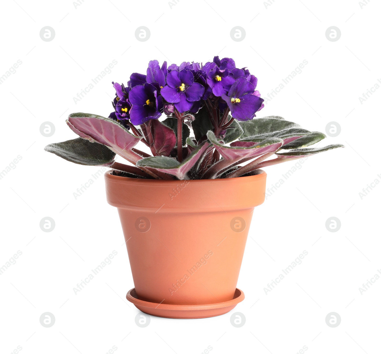 Photo of Beautiful violet flowers isolated on white. Plant for house decor