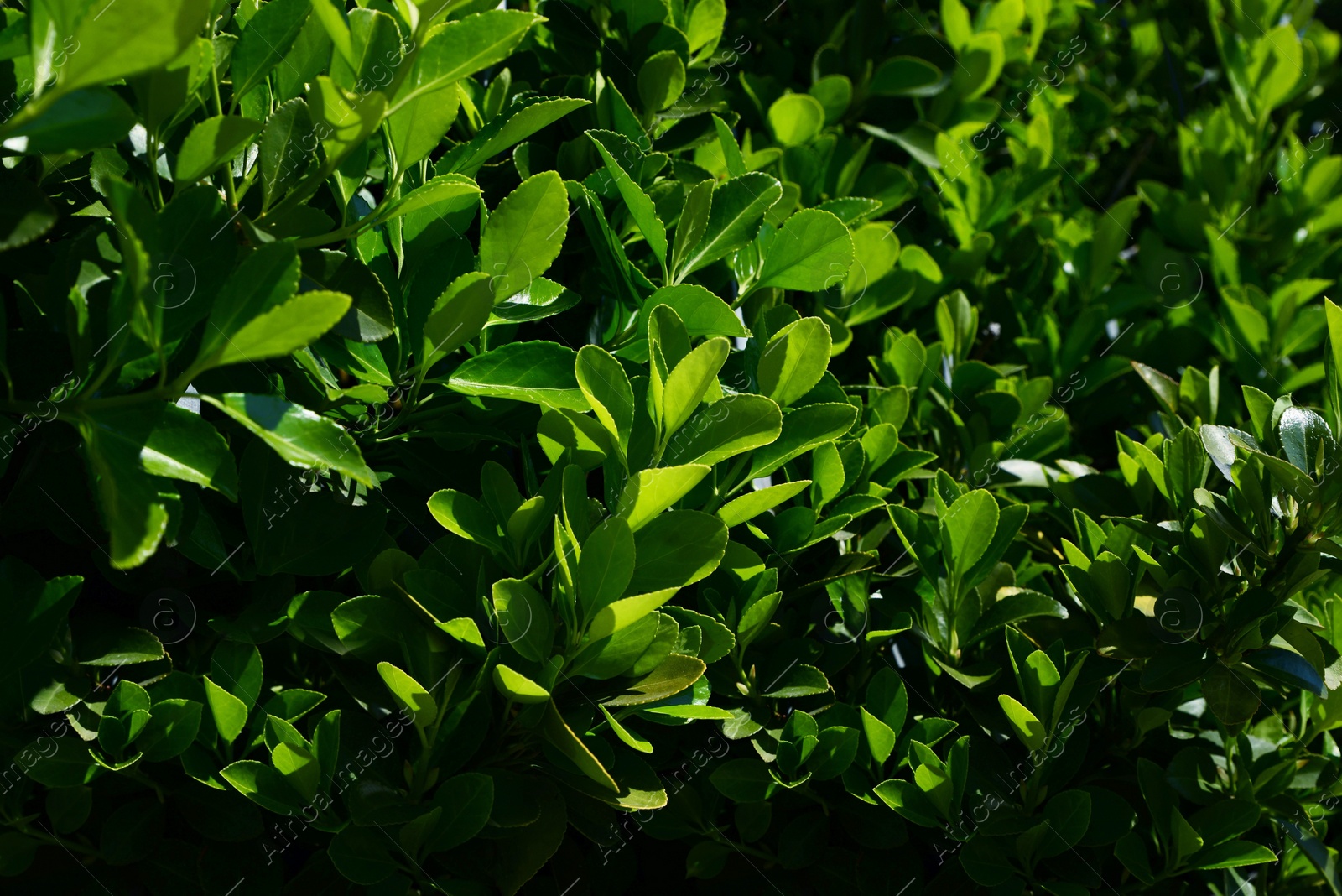 Photo of Closeup view of beautiful bush with green leaves