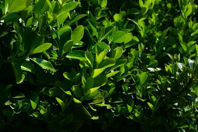 Closeup view of beautiful bush with green leaves