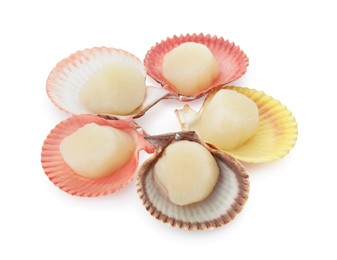 Photo of Many fresh raw scallops in shells isolated on white