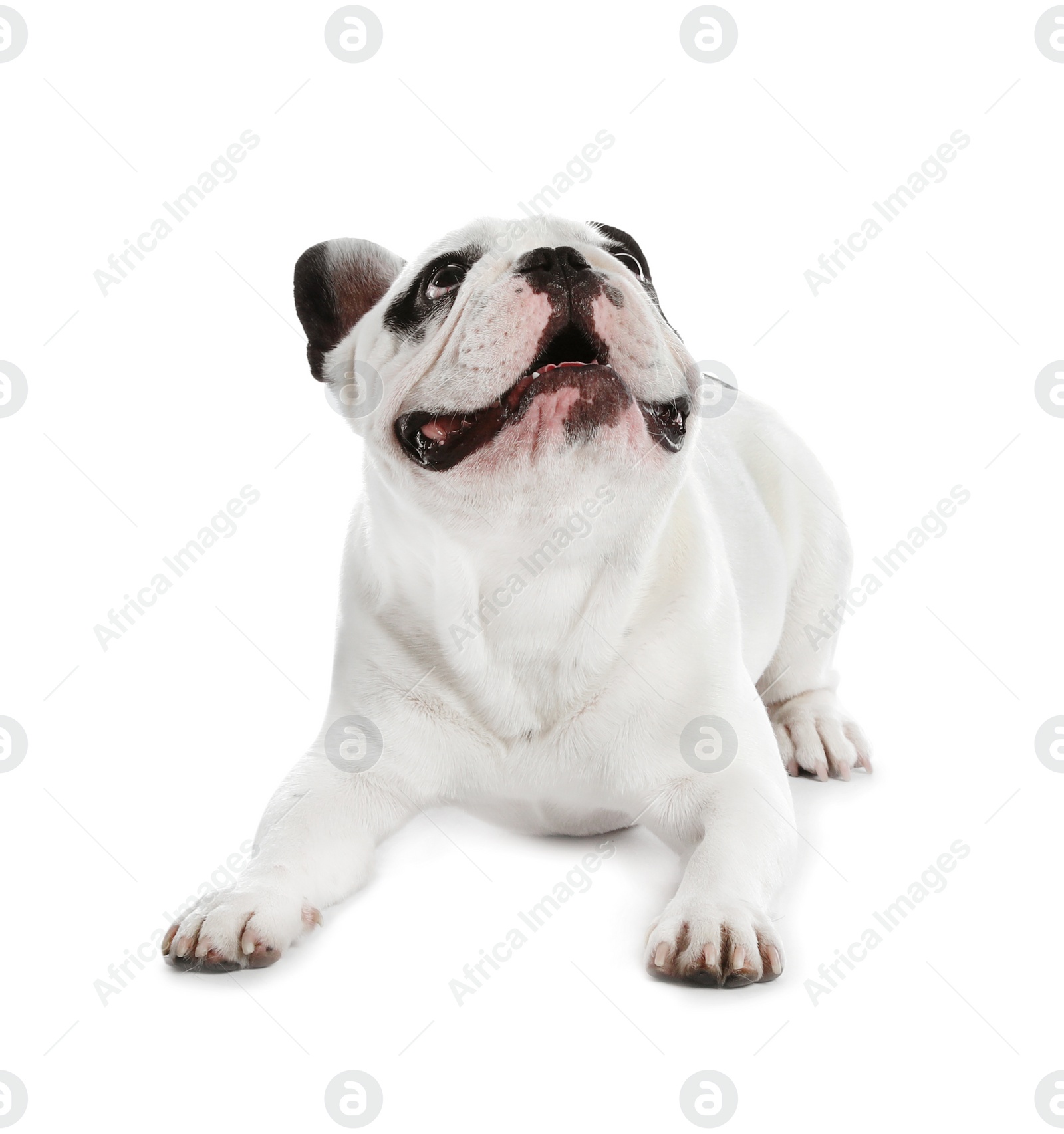 Photo of French bulldog on white background. Adorable pet