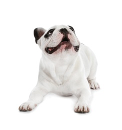 Photo of French bulldog on white background. Adorable pet