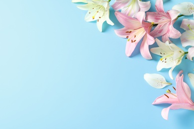 Composition with beautiful blooming lily flowers on color background