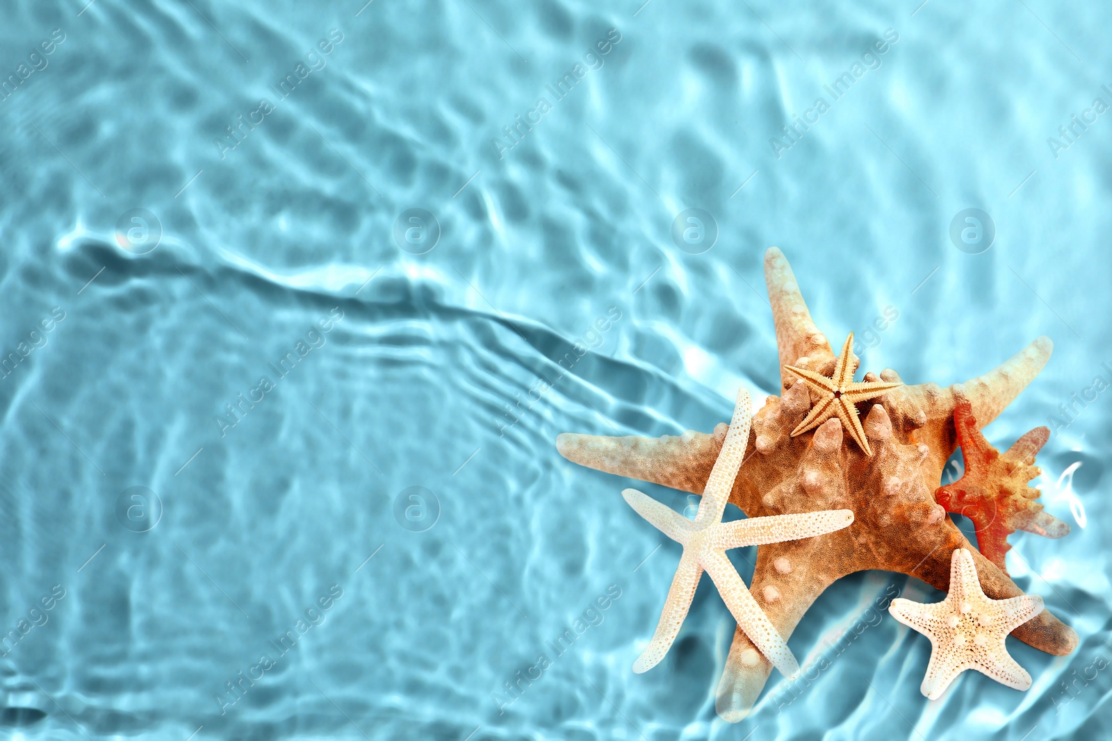 Image of Starfishes washed by sea water, above view. Space for text