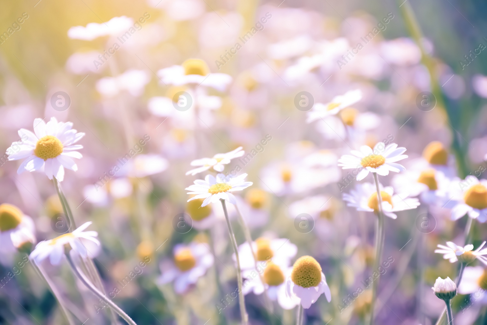 Photo of Beautiful chamomile flowers growing in field, closeup