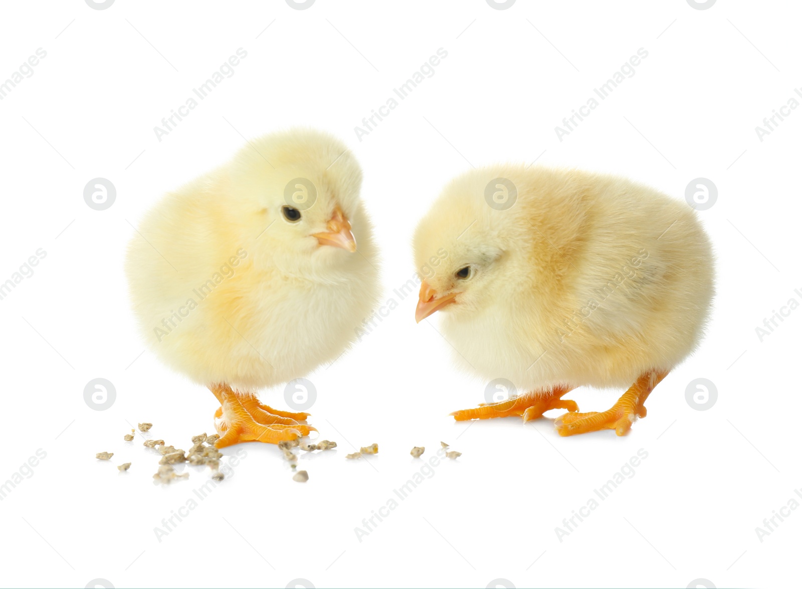 Photo of Cute fluffy baby chickens with millet groats on white background. Farm animals