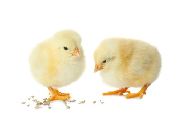 Cute fluffy baby chickens with millet groats on white background. Farm animals