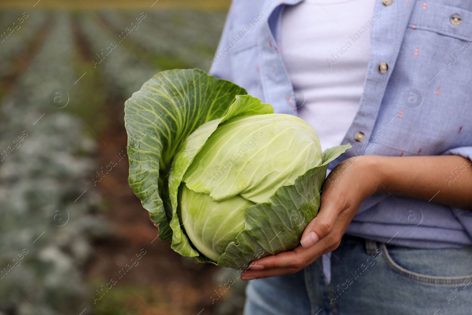 Photo of Farmer with green cabbage in field, closeup view. Harvesting time