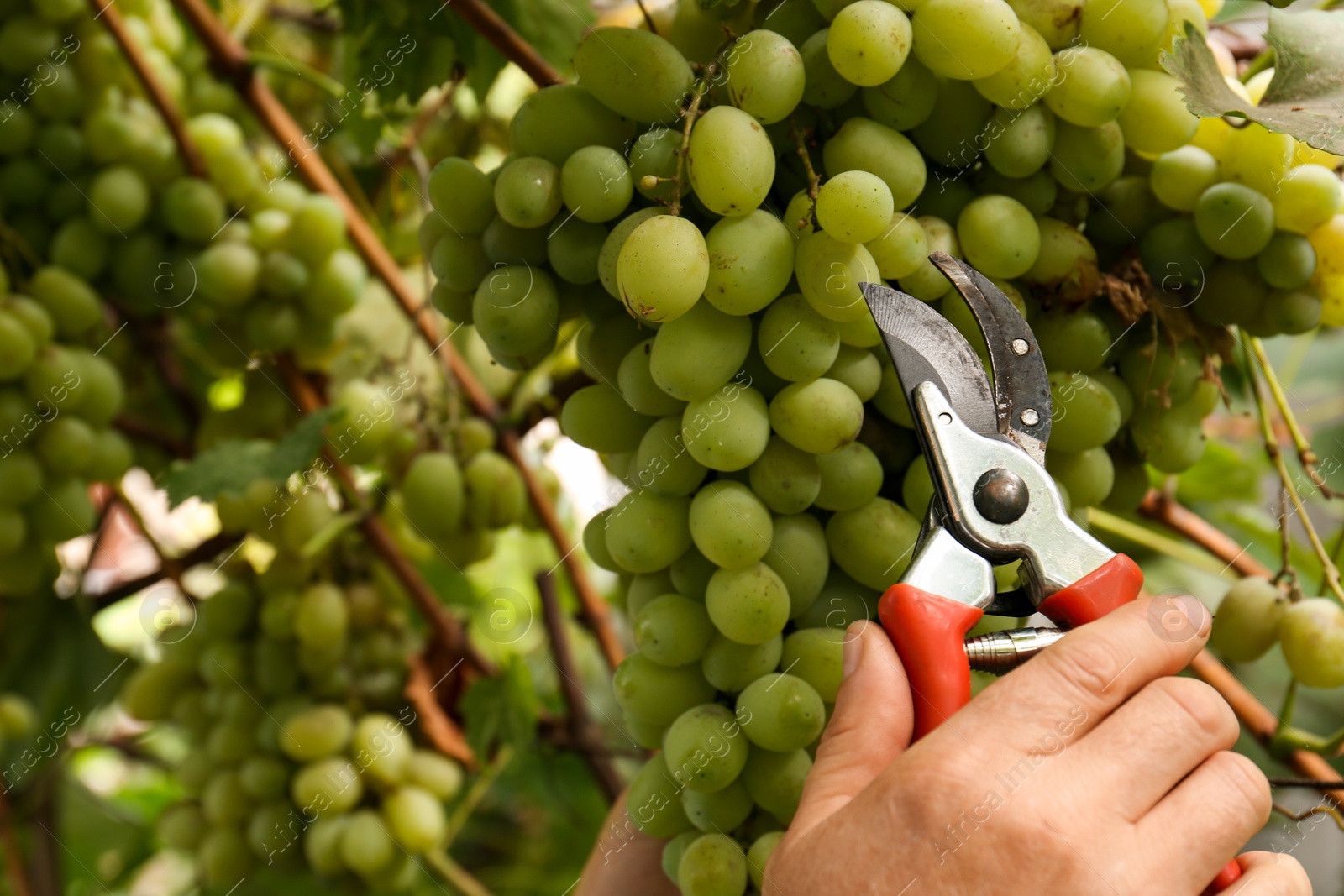 Photo of Farmer with secateurs picking ripe grapes in garden, closeup