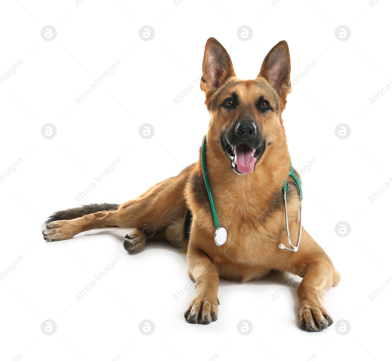 Photo of Cute dog with stethoscope as veterinarian on white background