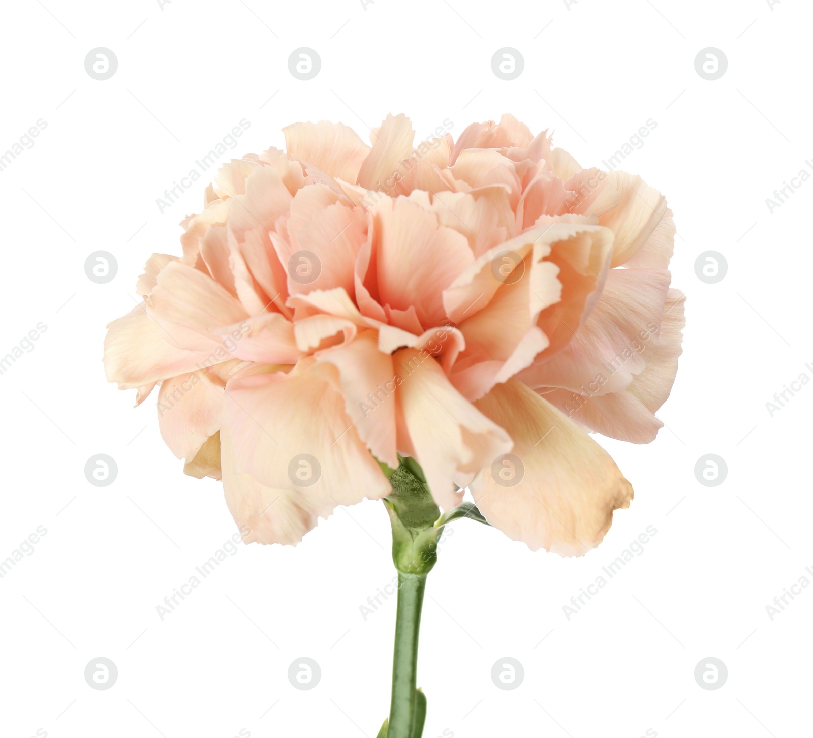 Photo of Beautiful fresh carnation flower on white background