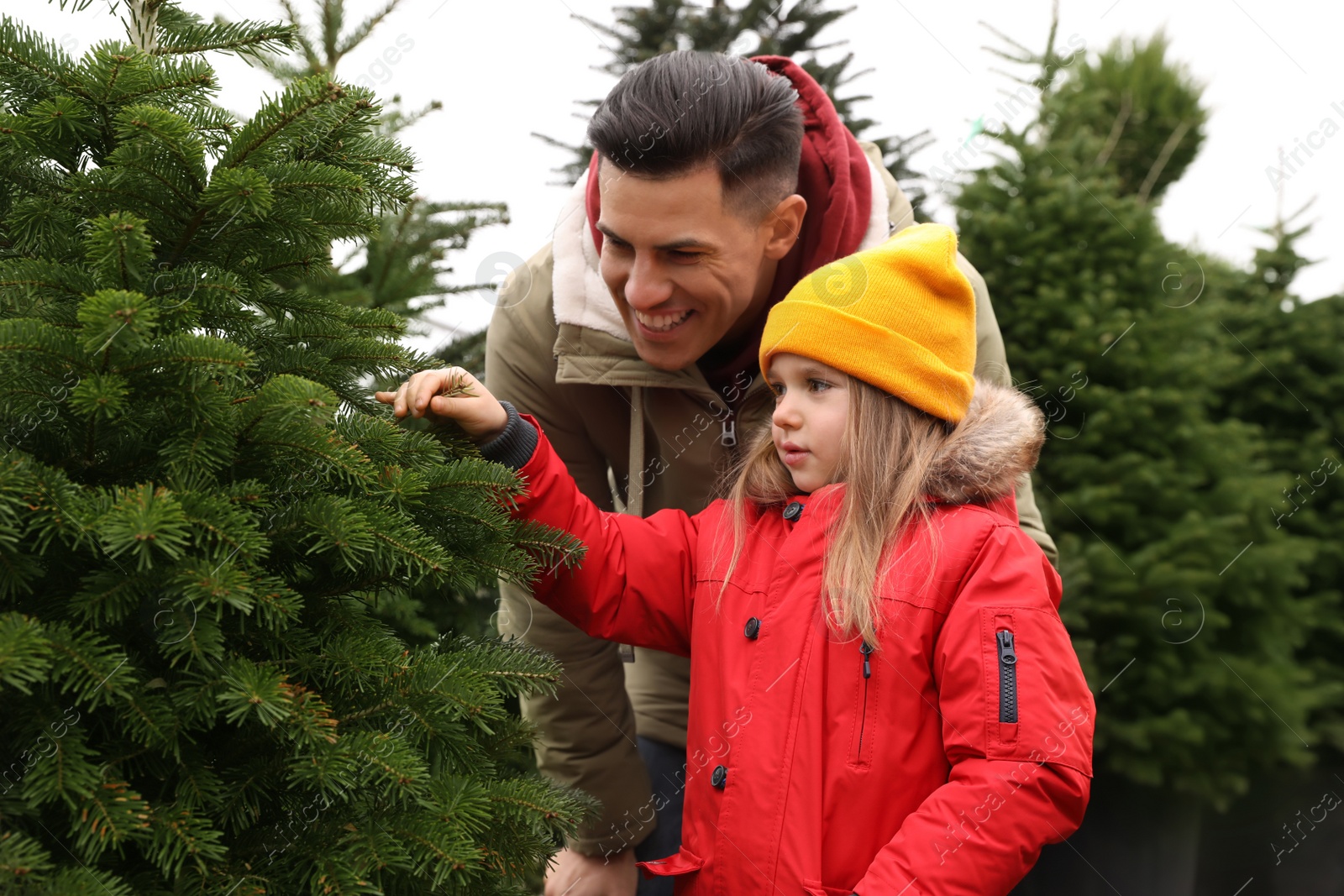 Photo of Father and daughter choosing plants at Christmas tree farm