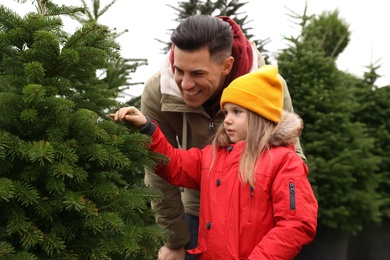 Photo of Father and daughter choosing plants at Christmas tree farm