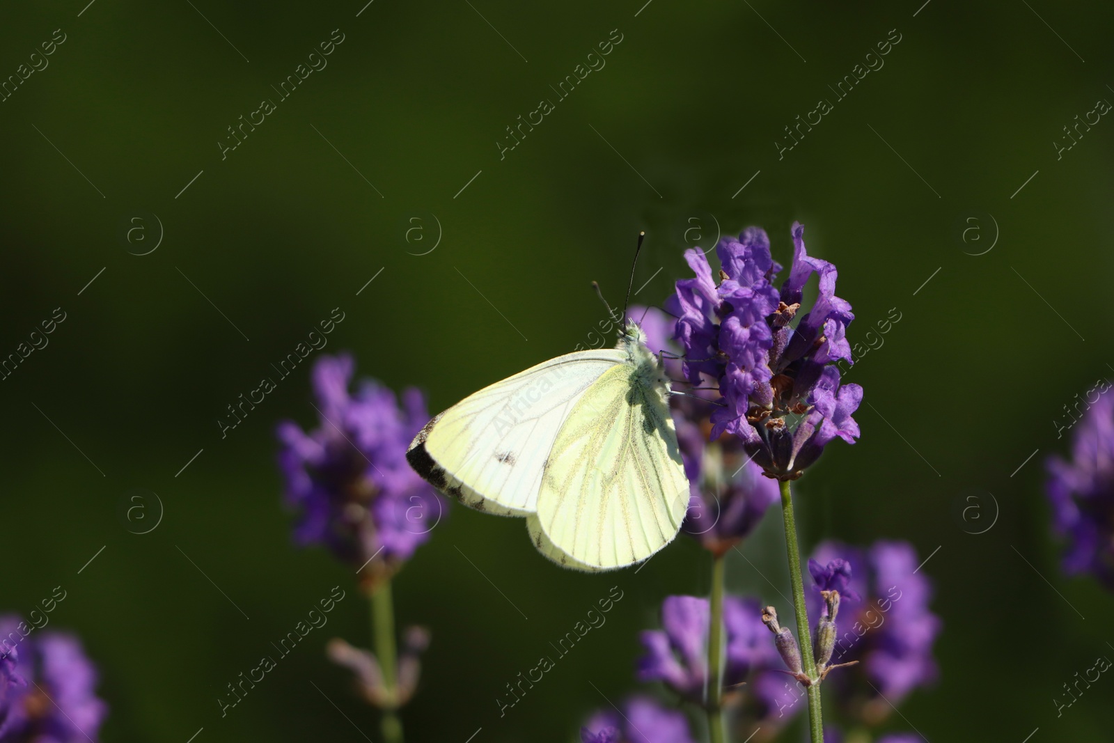 Photo of Beautiful butterfly in lavender field on sunny day, closeup