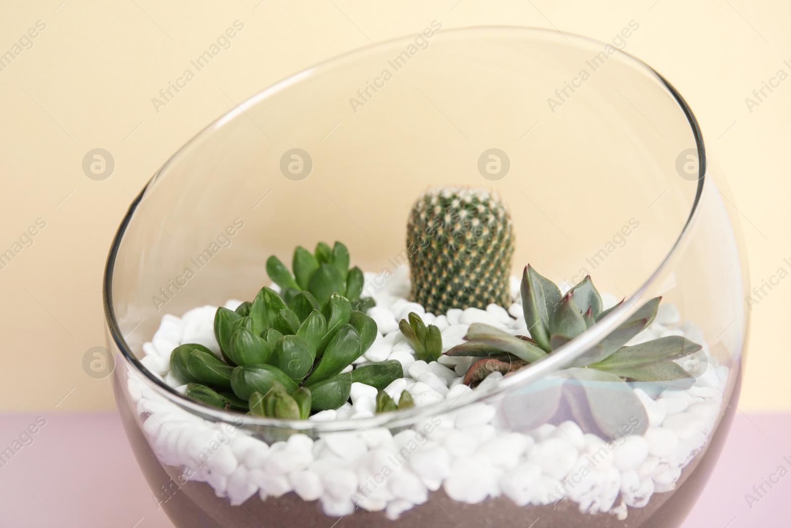 Photo of Glass florarium with different succulents on color background, closeup