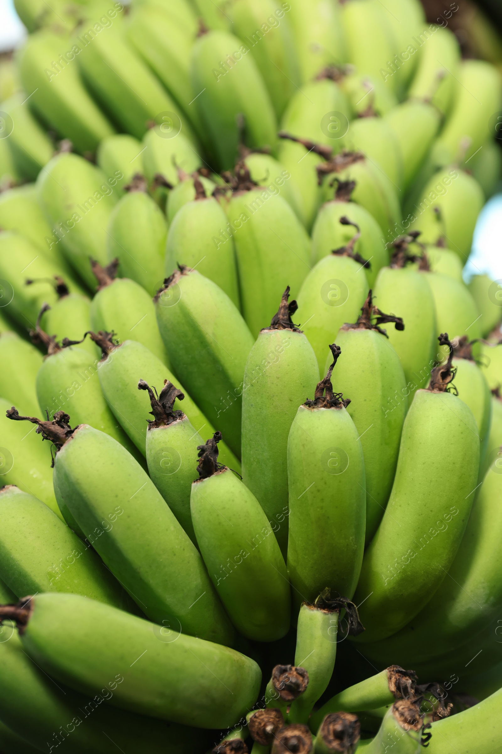 Photo of Unripe bananas growing on tree outdoors, low angle view