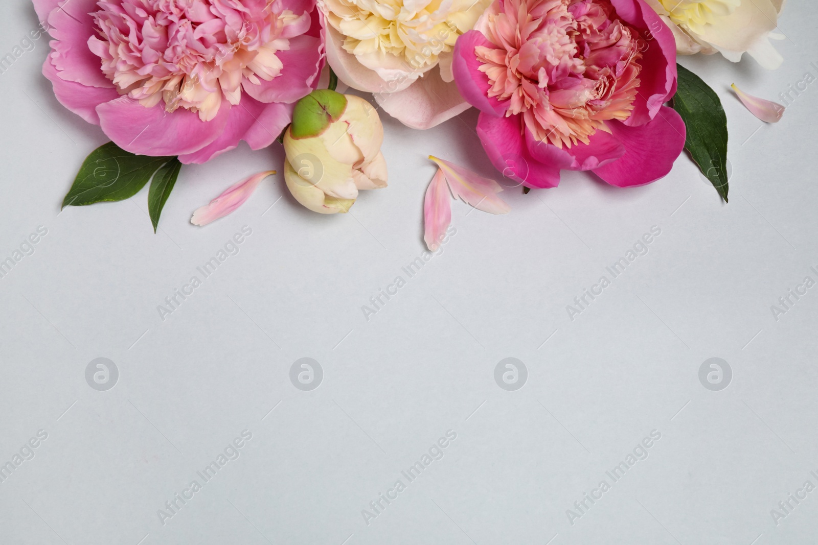 Photo of Beautiful fresh peonies and leaves on light grey background, flat lay. Space for text