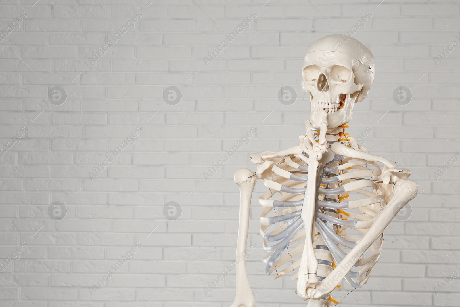 Photo of Artificial human skeleton model near white brick wall. Space for text