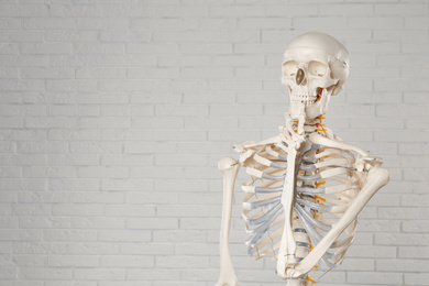 Photo of Artificial human skeleton model near white brick wall. Space for text