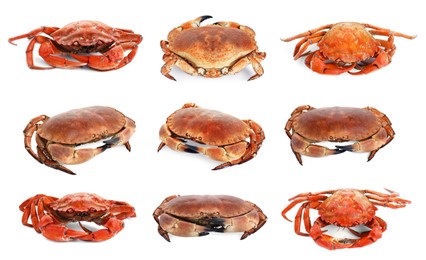 Image of Fresh cooked crab isolated on white, set